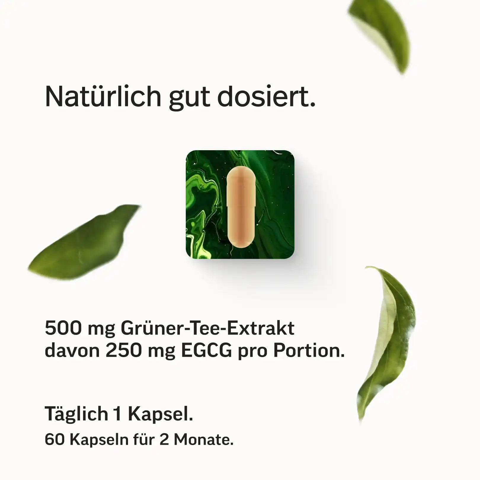 Grüner-Tee-Extrakt Kapseln mit 50 % EGCG